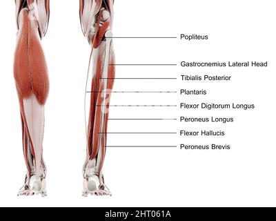 Muscles inférieurs de la jambe, illustration Banque D'Images