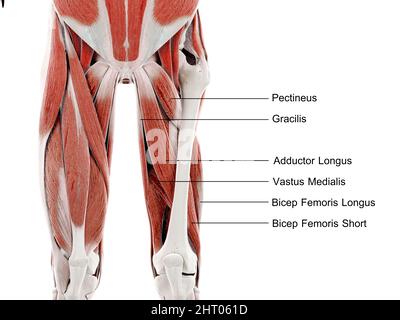 Muscles de la jambe supérieure, illustration Banque D'Images