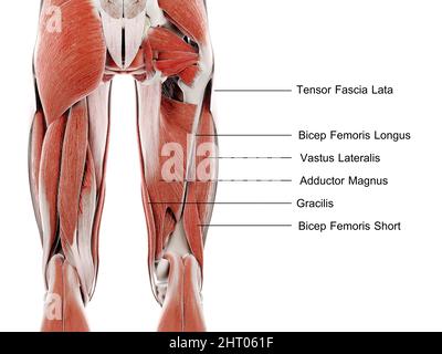 Muscles de la jambe supérieure, illustration Banque D'Images