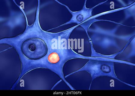 Particules de virus de la rage dans le neurone, illustration Banque D'Images