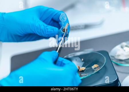 Préparation de micro doses de champignons psilocybine Banque D'Images