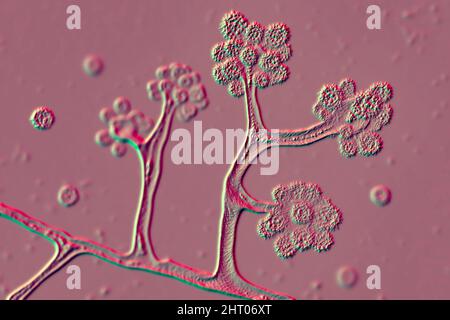 Champignons Cunninghamella, illustration Banque D'Images