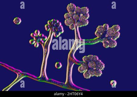 Champignons Cunninghamella, illustration Banque D'Images