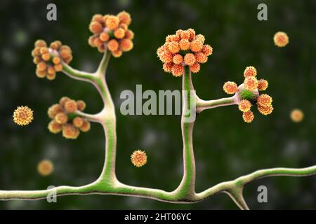 Champignons Cunninghamella, illustration Banque D'Images