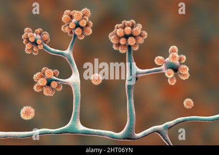 Champignons Cunninghamella, illustration Banque D'Images