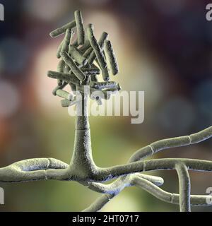 Champignons de Hormographiella, illustration Banque D'Images