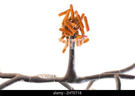 Champignons de Hormographiella, illustration Banque D'Images