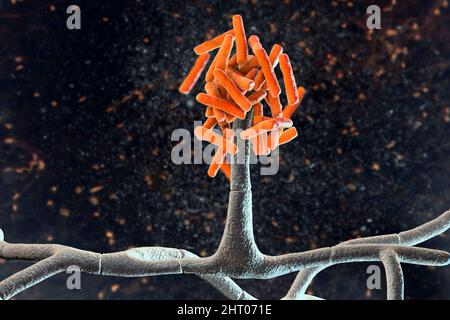 Champignons de Hormographiella, illustration Banque D'Images