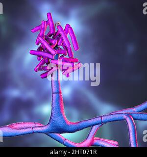 Champignons de Hormographiella, illustration Banque D'Images