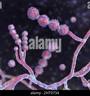 Champignon Scopulariopsis brevicaulis, illustration Banque D'Images