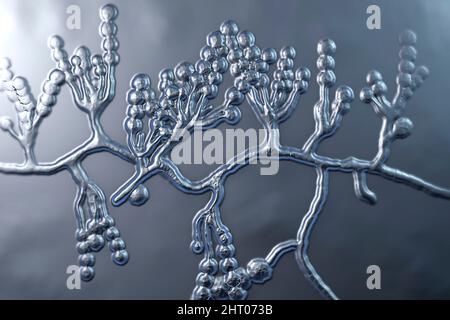 Champignon Scopulariopsis brevicaulis, illustration Banque D'Images