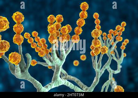 Champignon Scopulariopsis brevicaulis, illustration Banque D'Images