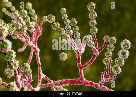 Champignon Scopulariopsis brevicaulis, illustration Banque D'Images