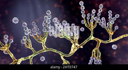 Champignon Scopulariopsis brevicaulis, illustration Banque D'Images