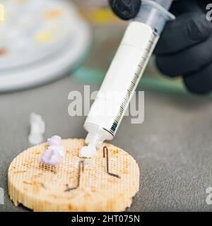 Technicien dentaire préparant la couronne de dent en céramique Banque D'Images