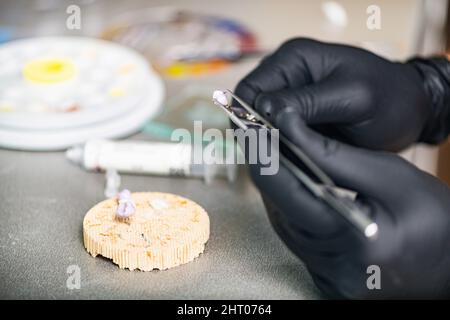 Technicien dentaire préparant la couronne de dent en céramique Banque D'Images