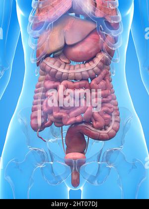 Les organes internes, illustration Banque D'Images