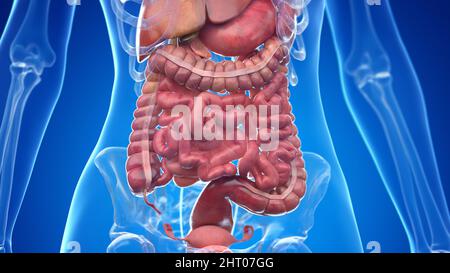 Les organes abdominaux, illustration Banque D'Images