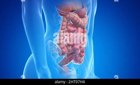 Les organes abdominaux, illustration Banque D'Images