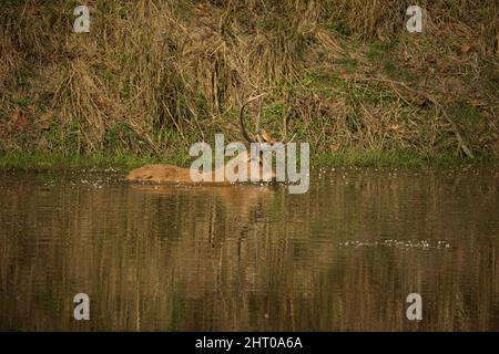 Barasingha (Rucervus duvaucelii) nageant. Parc national de Kanha, Madhya Pradesh, Inde Banque D'Images