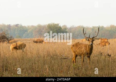 Le troupeau de Barasingha (Rucervus duvaucelii) avec un cerf qui regarde la caméra. Parc national de Kanha, Madhya Pradesh, Inde Banque D'Images