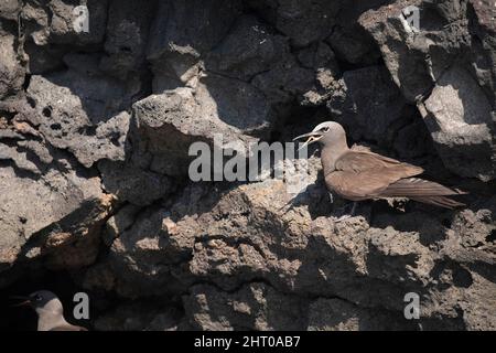 Nodule commun (Anous stolidus) nichant. Îles Galapagos, Équateur Banque D'Images