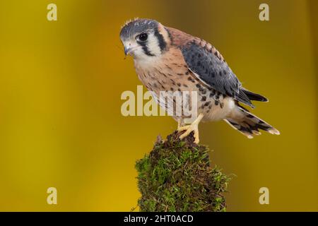 Le kestrel américain (Falco sparverius), sur une souche. Pennsylvanie centrale, États-Unis Banque D'Images