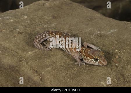 Ocelot gecko (Paroedura pictus) une espèce d'animal de compagnie populaire, de 10 à 15 cm de long. Origine: Sud-ouest de Madagascar Banque D'Images