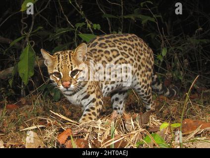 Ocelot (Leopardus pardalis) chasse de nuit, photo piège. Mato Grosso, Pantanal, Brésil Banque D'Images