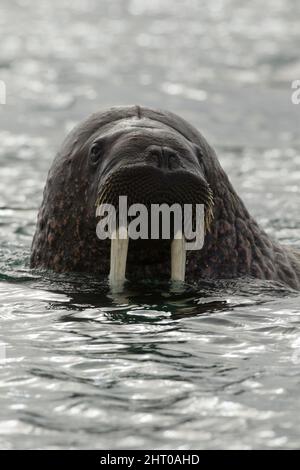 Morse de l'Atlantique (Odobenus rosmarus rosmarus), Torellnest, Réserve naturelle de Nordaust-Svalbard, Norgaustlandet, Archipel de Svalbard, Arctique norvégien Banque D'Images