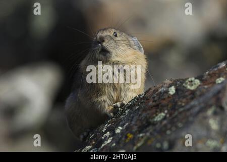 Pika américaine (princeps d'Ochotona) sur un rocher. Sheepeaters Cliff, parc national de Yellowstone, Wyoming, États-Unis Banque D'Images