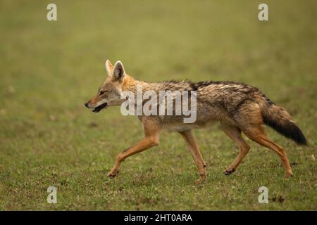 Golden Jackal (Canis aureus) qui fait la trottinant dans la savane. Parc national du Serengeti, Tanzanie Banque D'Images