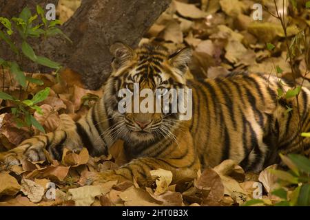 Tigre du Bengale (Panthera tigris tigris), juvénile allongé dans la litière de feuilles. Parc national de Bandhavgarh, Madhya Pradesh, Inde Banque D'Images