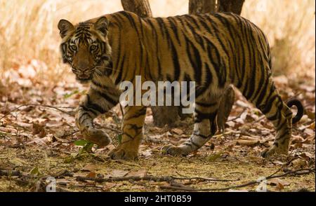 Tigre du Bengale (Panthera tigris tigris), juvénile, marchant. Parc national de Bandhavgarh, Madhya Pradesh, Inde Banque D'Images
