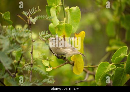 Verger-finch (Certhidea olivacea) dans un arbuste. Espanola (Hood), Îles Galapagos, Équateur Banque D'Images