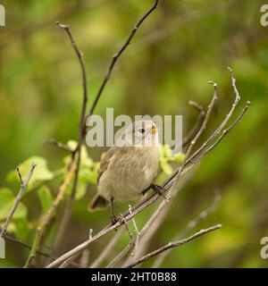 Verger-finch (Certhidea olivacea) dans un arbuste. Espanola (Hood), Îles Galapagos, Équateur Banque D'Images