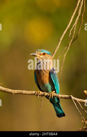 Rouleau indien (Coracias benghalensis) perché. Parc national de Kanha, Madhya Pradesh, Inde Banque D'Images