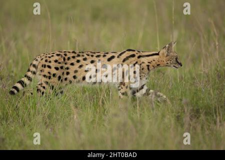 Serval (Leptaturus serval) chasse dans les prairies. Réserve nationale de Masai Mara, Kenya Banque D'Images