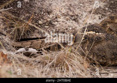 Boîte de nuit indienne (Caprimulgus asioticus) camouflée dans l'herbe. Parc national de Bandhavgarh, Madhya Pradesh, Inde Banque D'Images