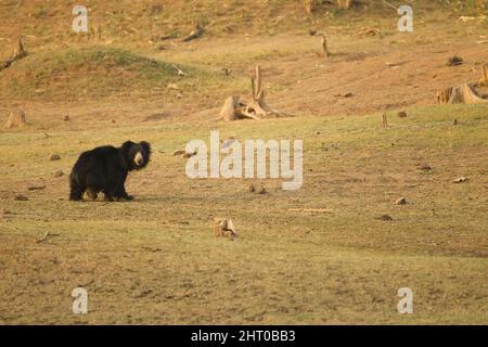 L'ours en peluche (Melursus ursinus) dans ce qui était autrefois une forêt ouverte. Parc national de Satpura, Madhya Pradesh, Inde Banque D'Images