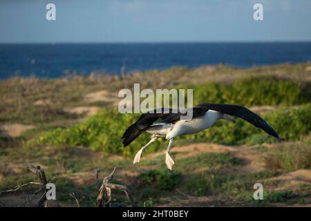 L'albatros de Laysan (Phoebastria immutabilis) en vol. Oahu, Hawaï, États-Unis Banque D'Images