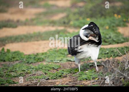 Laysan albatros (Phoebastria immutabilis) sur le terrain, se pliant la tête droit autour, un comportement de tribunal. Oahu, Hawaï, États-Unis Banque D'Images