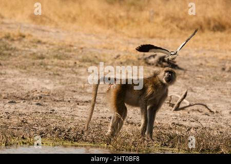 Chacma babouin (Papio ursinus), beng harcelé par un pluvier de forgeron (Vanellus armatus) protégeant son nid voisin. Réserve de jeu Moremi, Botswana Banque D'Images