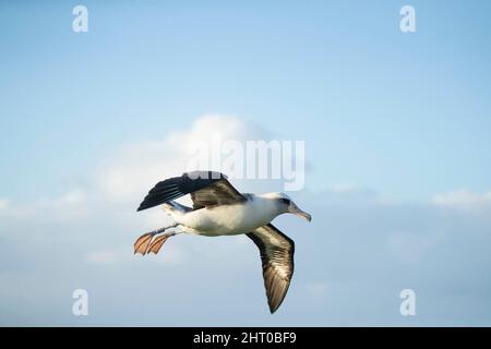 L'albatros de Laysan (Phoebastria immutabilis) en vol. Oahu, Hawaï, États-Unis Banque D'Images