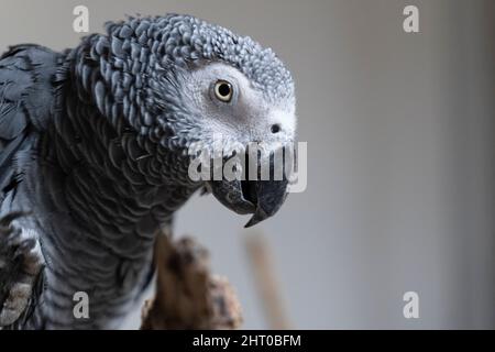 Portrait d'un perroquet gris.Psittacus erithacus Banque D'Images