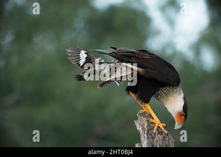 Caracara du Nord (Caracara cheriway) utilisant une souche pour chercher des proies, étant harcelée par un oiseau plus petit, apparemment caduque par elle. Vallée du Rio Grande, Sout Banque D'Images