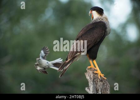 Caracara du Nord (Caracara cheriway) utilisant une souche pour chercher des proies, étant harcelée par un oiseau plus petit. Rio Grande Valley, sud du Texas, États-Unis Banque D'Images