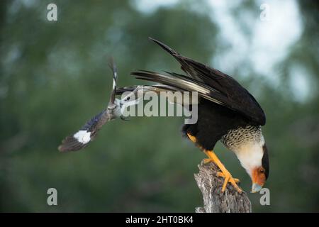 Caracara du Nord (Caracara cheriway) utilisant une souche pour chercher des proies, étant harcelée par un oiseau plus petit, apparemment caduque par elle. Vallée du Rio Grande, Sout Banque D'Images