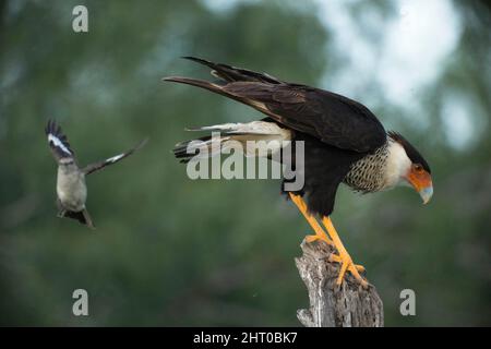 Caracara du Nord (Caracara cheriway) utilisant une souche pour chercher des proies, étant harcelée par un oiseau plus petit, apparemment caduque par elle. Vallée du Rio Grande, Sout Banque D'Images