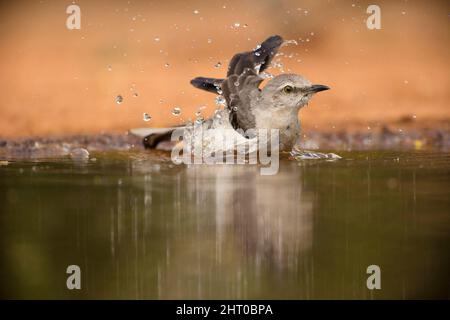 mockingbird du Nord (Mimus polyglottos) baignade dans un étang. Rio Grande Valley, Texas du Sud, États-Unis Banque D'Images